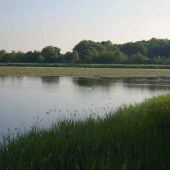 Étang et roselières de la Brenne au petit matin