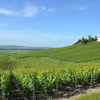 Rangs de vignes du vignoble de Champagne descendant vers la vallée