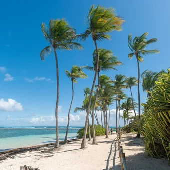 Plage de sable bordée de cocotiers et mer turquoise, en Guadeloupe