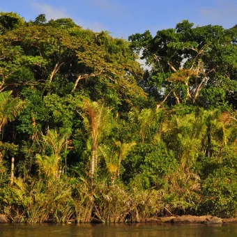 Forêt tropicale dense bordant un fleuve de Guyane