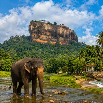Éléphant devant le rocher de Sigiriya
